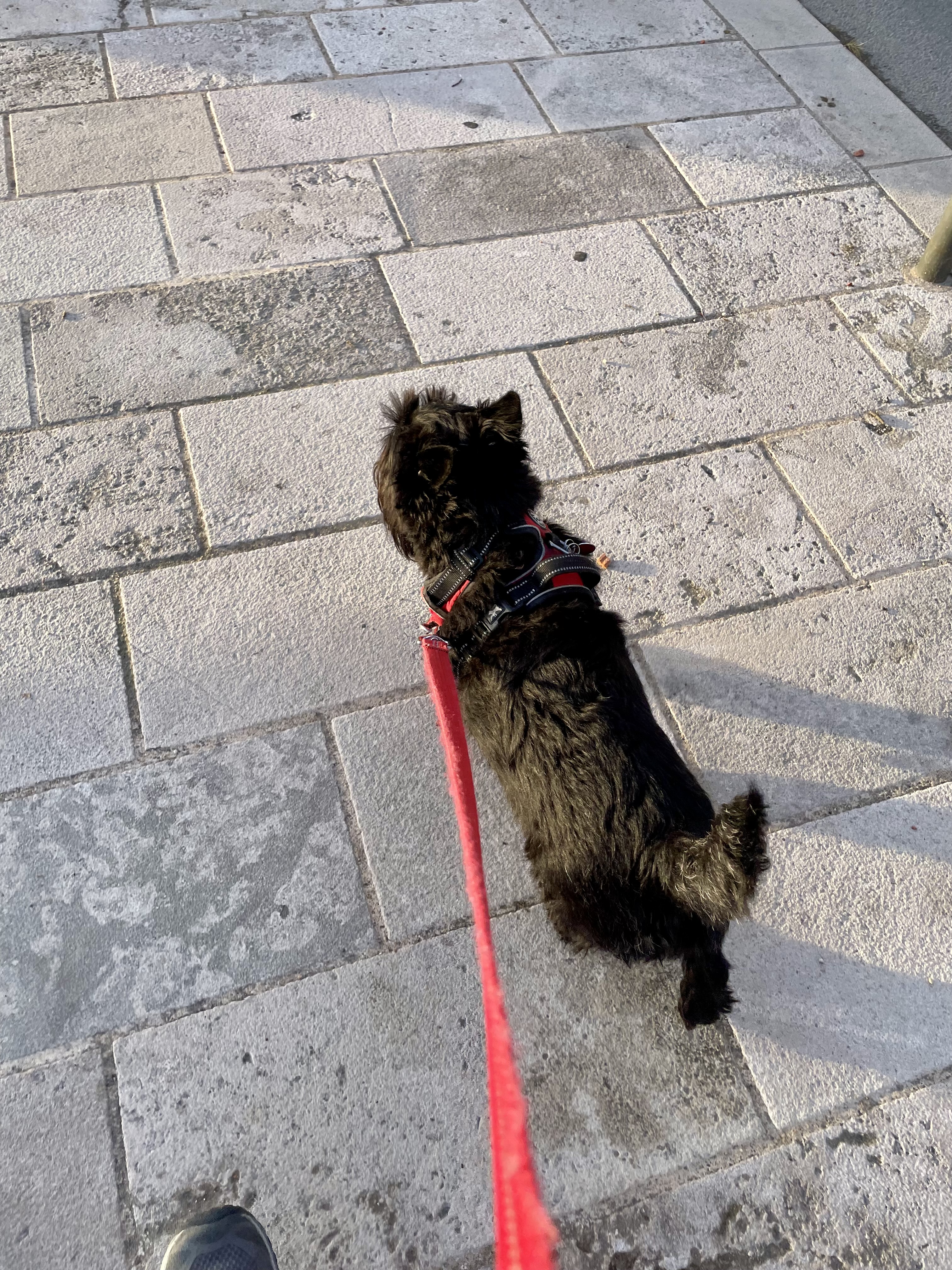 A black Scottish terrier walks confidently on the sandstone pavement with head and tail up at the end of a red leash.