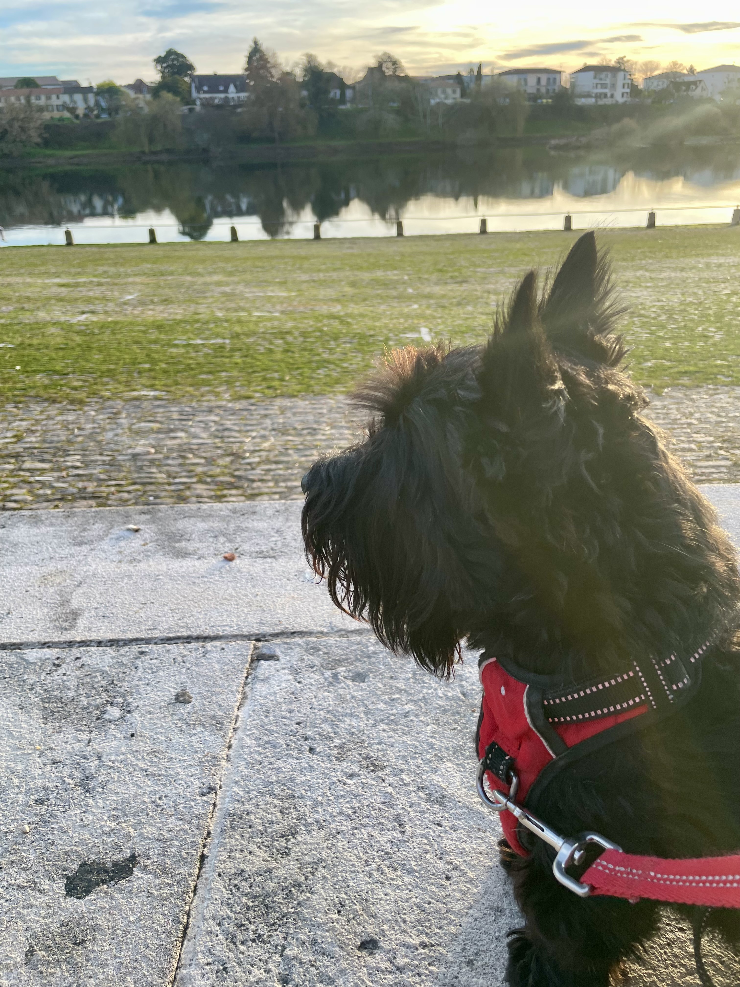 A Scottish terrier looks out over the quay, gazing from the right of the frame out to the left and the distant shore. She is sitting, wearing a red and black harness, attached to a red leash, on the sandstone pavement. Steps nearby lead down to the cobblestone quay with the river's edge in the distance beyond some black iron posts. The opposite shore with it's trees and houses is reflected in the water.